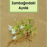 Kum Zambağındaki Ayrılık